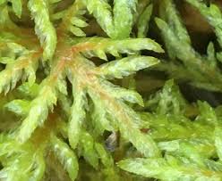 Attēlu rezultāti vaicājumam “Pleurozium schreberi sporophyte”