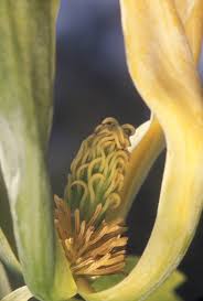Attēlu rezultāti vaicājumam “Magnolia acuminata flower”