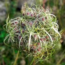 Attēlu rezultāti vaicājumam “Daucus carota subsp. carota”