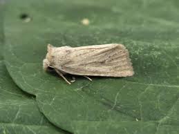 Attēlu rezultāti vaicājumam “Chortodes fluxa”