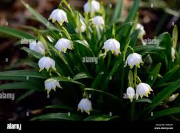 Attēlu rezultāti vaicājumam “Leucojum vernum var. carpathicum”
