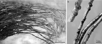 Attēlu rezultāti vaicājumam “Lemanea fluviatilis”