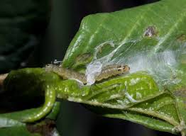 Attēlu rezultāti vaicājumam “Ancylis apicella”