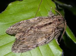 Attēlu rezultāti vaicājumam “Peridea anceps”