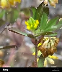 Attēlu rezultāti vaicājumam “Trifolium dubium bud”