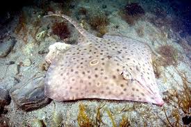 Image result for Dipturus batis