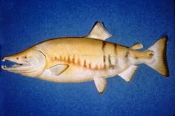 Image result for Oncorhynchus keta