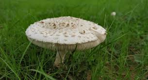 Attēlu rezultāti vaicājumam “Amanita strobiliformis”