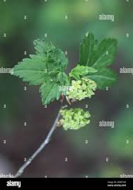 Attēlu rezultāti vaicājumam “Ribes alpinum leaf”