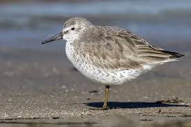 Attēlu rezultāti vaicājumam “Calidris canutus adult”