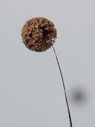 Attēlu rezultāti vaicājumam “Paradiacheopsis rigida”