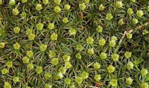 Attēlu rezultāti vaicājumam “Polytrichum strictum”