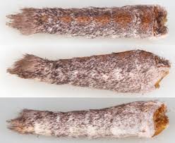 Attēlu rezultāti vaicājumam “Pennithera firmata”