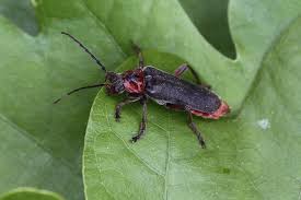 Attēlu rezultāti vaicājumam “Cantharis rustica imago”