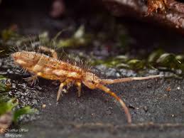 Attēlu rezultāti vaicājumam “Orchesella flavescens”