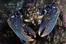 Image result for Homarus gammarus