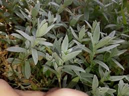 Attēlu rezultāti vaicājumam “Cerastium tomentosum leaf”