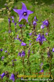 Attēlu rezultāti vaicājumam “Campanula latifolia”