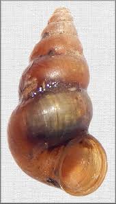 Attēlu rezultāti vaicājumam “Stemonitopsis hyperopta var. landewaldii young”