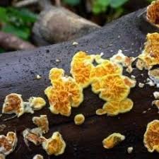 Attēlu rezultāti vaicājumam “Leucogyrophana mollusca”