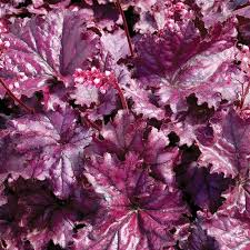 Image result for HEUCHERA americana 'Palace Purple Auslese'