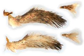 Attēlu rezultāti vaicājumam “Catoptria falsella”