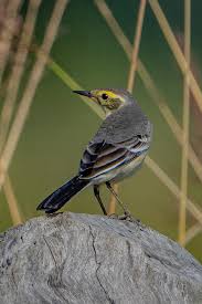 Attēlu rezultāti vaicājumam “Motacilla citreola male”