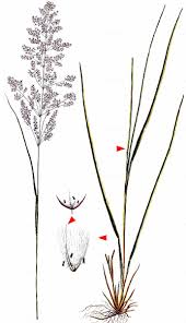 Attēlu rezultāti vaicājumam “Calamagrostis canescens”