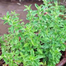 Image result for Oregano