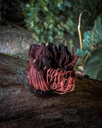 Attēlu rezultāti vaicājumam “Stemonitis splendens stalked”