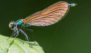 Attēlu rezultāti vaicājumam “Calopteryx virgo female”