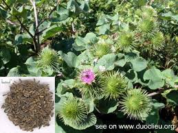 Attēlu rezultāti vaicājumam “Arctium lappa fruit”