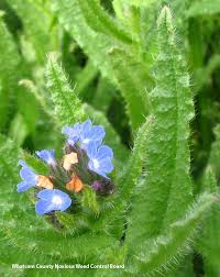 Attēlu rezultāti vaicājumam “Anchusa arvensis flower”