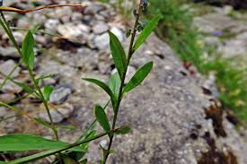 Attēlu rezultāti vaicājumam “Polygala amarella”