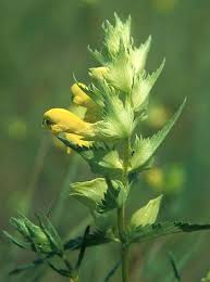 Attēlu rezultāti vaicājumam “Rhinanthus serotinus”