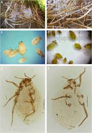 Attēlu rezultāti vaicājumam “Pemphigus borealis”