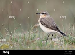 Attēlu rezultāti vaicājumam “Oenanthe oenanthe male”