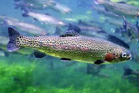 Image result for Oncorhynchus mykiss