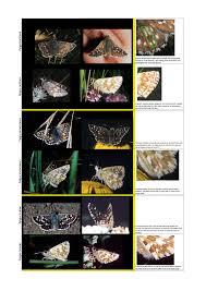 Attēlu rezultāti vaicājumam “Pyrgus alveus underside”