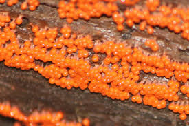 Attēlu rezultāti vaicājumam “Hemitrichia decipiens var. hemitrichoides spores”