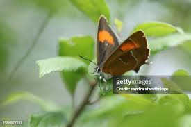 Attēlu rezultāti vaicājumam “Thecla betulae female”