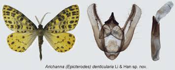 Attēlu rezultāti vaicājumam “Arichanna melanaria”