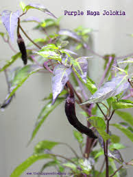 Afbeeldingsresultaat voor naga jolokia hot pepper
