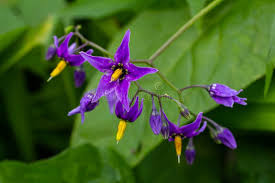 Attēlu rezultāti vaicājumam “Solanum dulcamara flower”