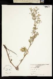 Attēlu rezultāti vaicājumam “Potentilla argentea bud”