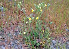 Image result for Potentilla recta