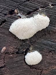 Attēlu rezultāti vaicājumam “Stemonitis axifera spores”