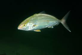 Image result for Seriola rivoliana