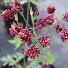 Image result for Aquilegia vulgaris