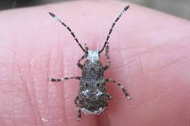 Attēlu rezultāti vaicājumam “Platystomos albinus”